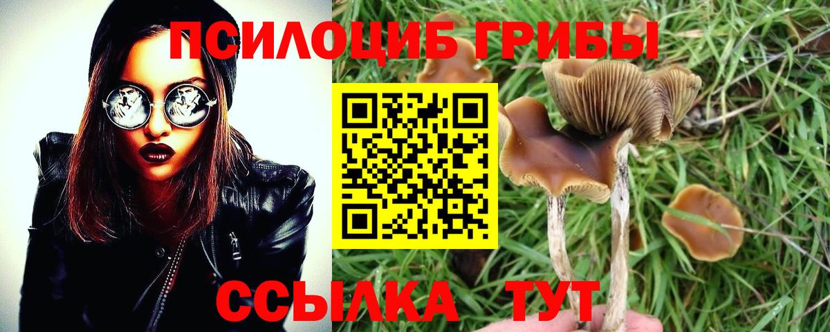 где купить наркотик  Вход с VPN  Черкесск  Галлюциногенные грибы Psilocybine cubensis 